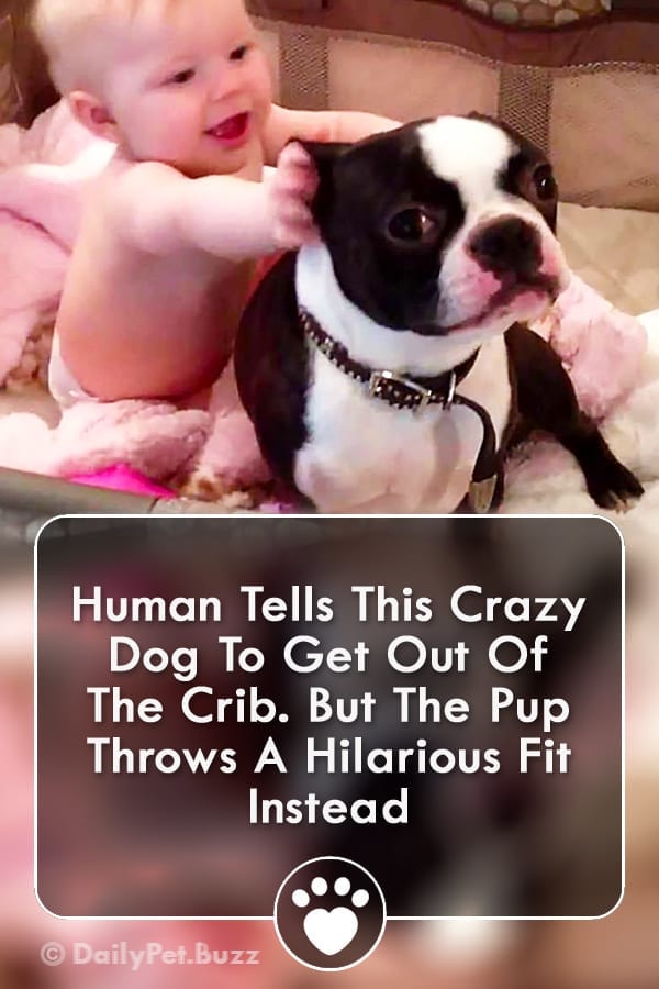 Human Tells This Crazy Dog To Get Out Of The Crib. But The Pup Throws A Hilarious Fit Instead