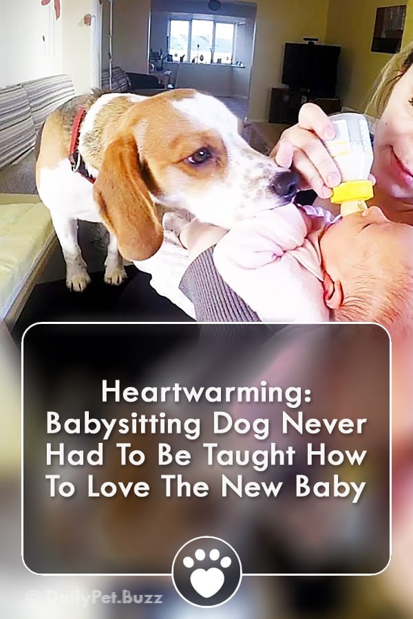 Heartwarming: Babysitting Dog Never Had To Be Taught How To Love The New Baby