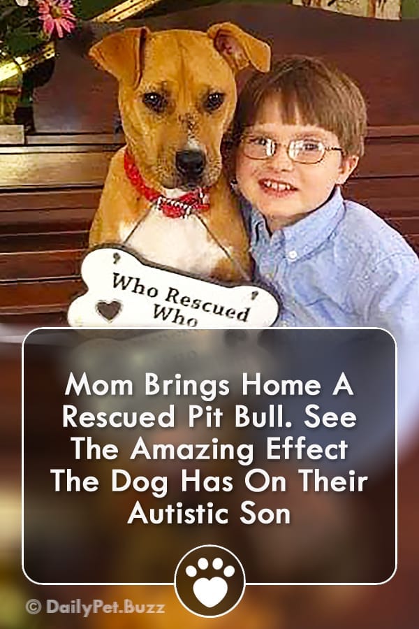 Mom Brings Home A Rescued Pit Bull. See The Amazing Effect The Dog Has On Their Autistic Son