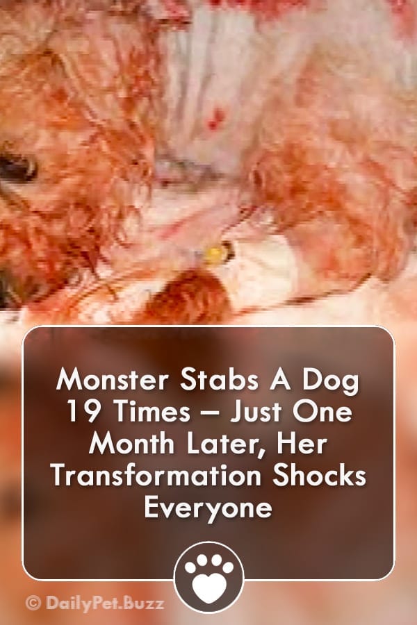 Monster Stabs A Dog 19 Times – Just One Month Later, Her Transformation Shocks Everyone
