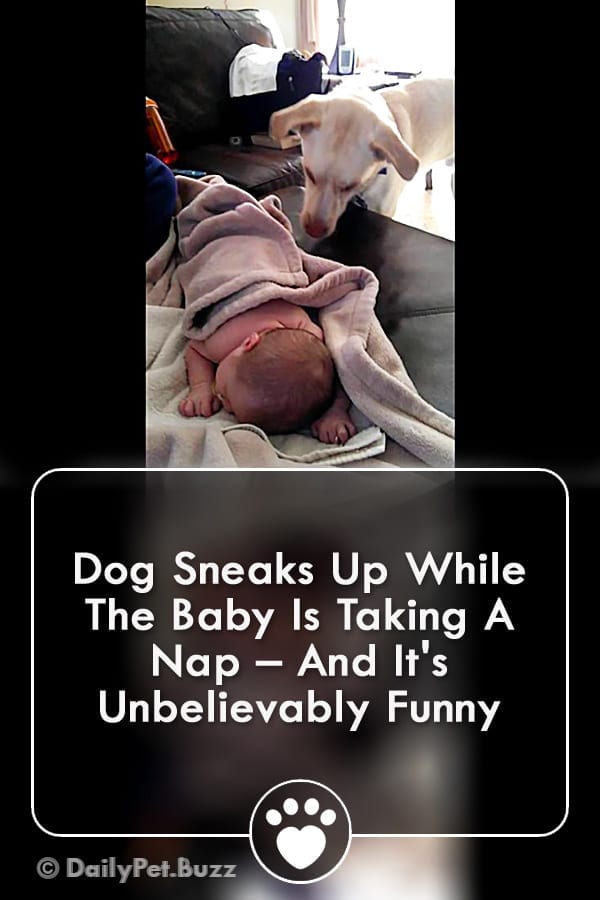 Dog Sneaks Up While The Baby Is Taking A Nap – And It\'s Unbelievably Funny