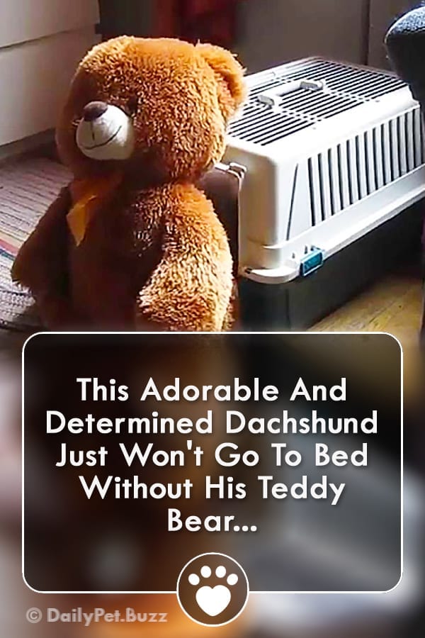 This Adorable And Determined Dachshund Just Won\'t Go To Bed Without His Teddy Bear...