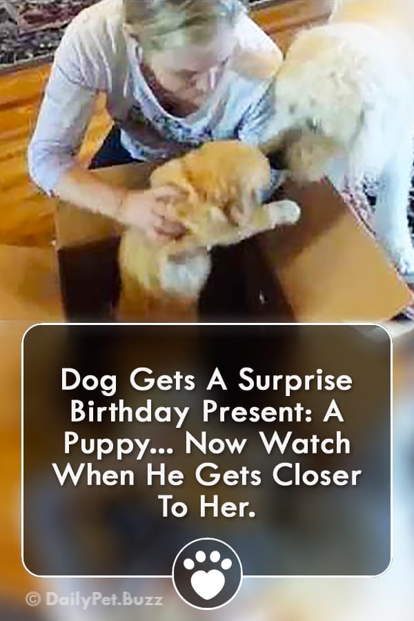 Dog Gets A Surprise Birthday Present: A Puppy... Now Watch When He Gets Closer To Her.