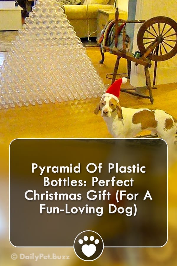 Pyramid Of Plastic Bottles: Perfect Christmas Gift (For A Fun-Loving Dog)
