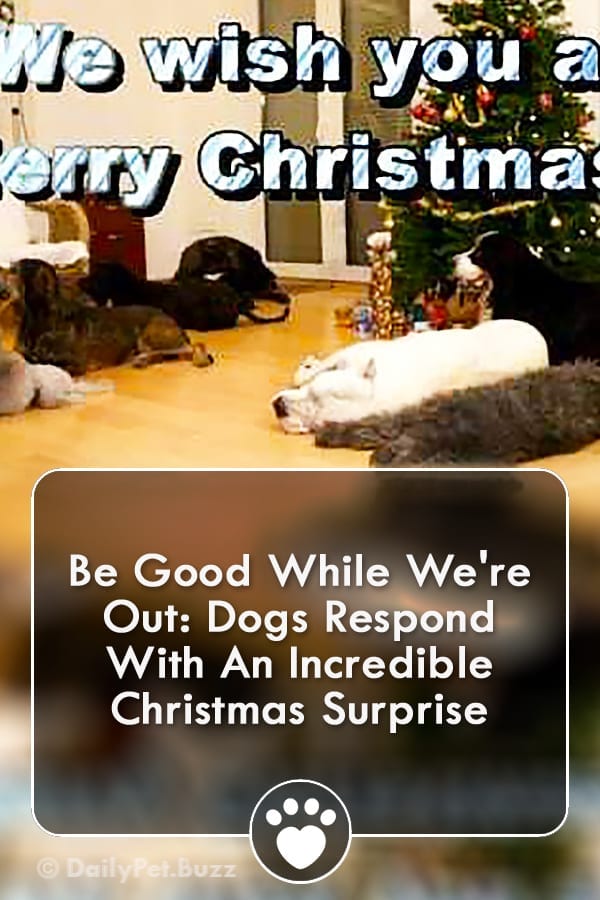 Be Good While We\'re Out: Dogs Respond With An Incredible Christmas Surprise