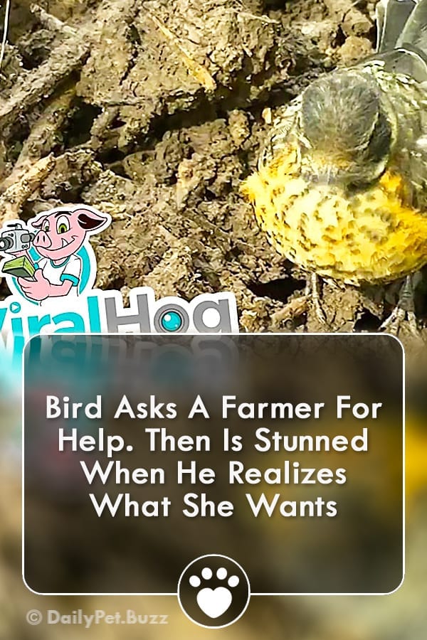 Bird Asks A Farmer For Help. Then Is Stunned When He Realizes What She Wants