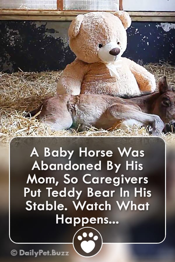 A Baby Horse Was Abandoned By His Mom, So Caregivers Put Teddy Bear In His Stable. Watch What Happens...