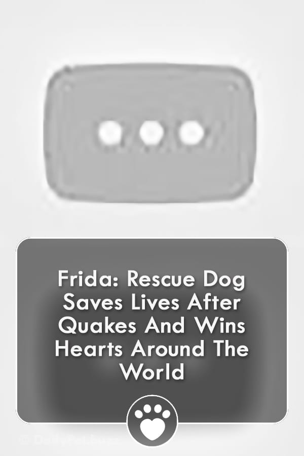 Frida: Rescue Dog Saves Lives After Quakes And Wins Hearts Around The World