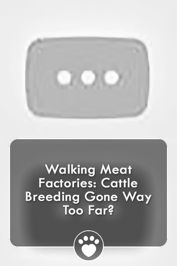 Walking Meat Factories: Cattle Breeding Gone Way Too Far?
