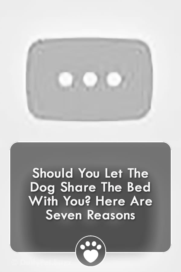Should You Let The Dog Share The Bed With You? Here Are Seven Reasons
