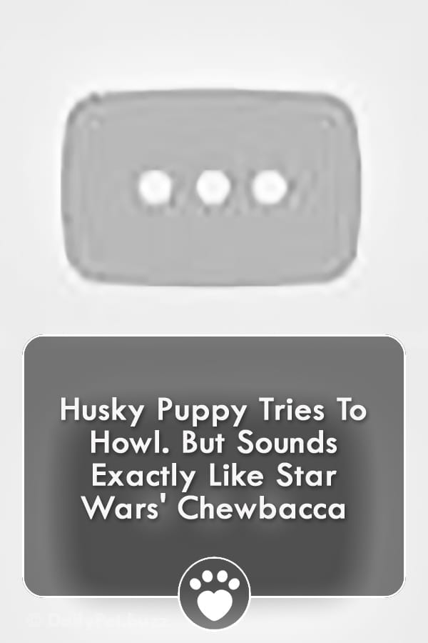 Husky Puppy Tries To Howl. But Sounds Exactly Like Star Wars\' Chewbacca