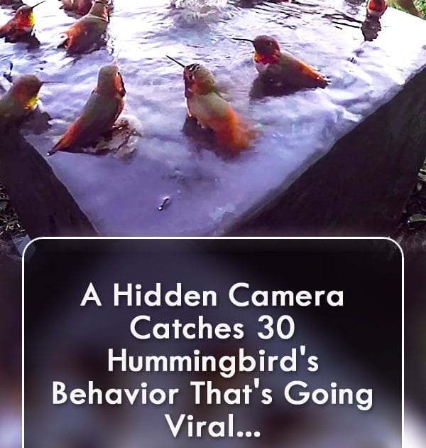 Pinterest Hidden Image