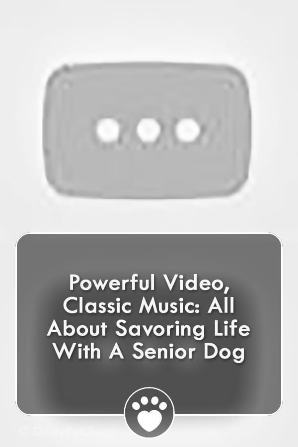 Powerful Video, Classic Music: All About Savoring Life With A Senior Dog