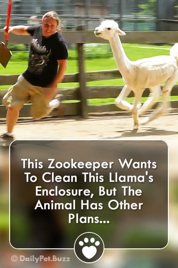 This Zookeeper Wants To Clean This Llama\'s Enclosure, But The Animal Has Other Plans...