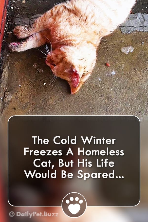 The Cold Winter Freezes A Homeless Cat, But His Life Would Be Spared...