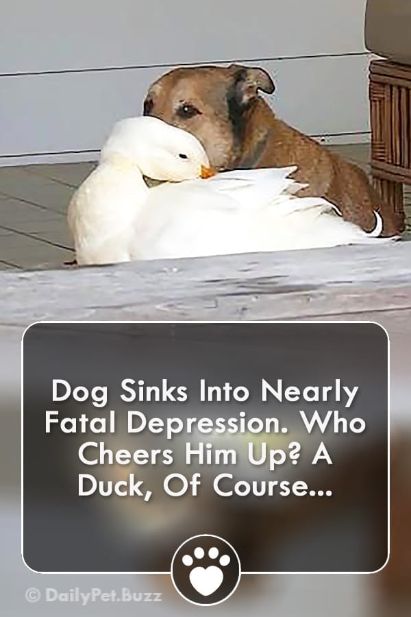 Dog Sinks Into Nearly Fatal Depression. Who Cheers Him Up? A Duck, Of Course...