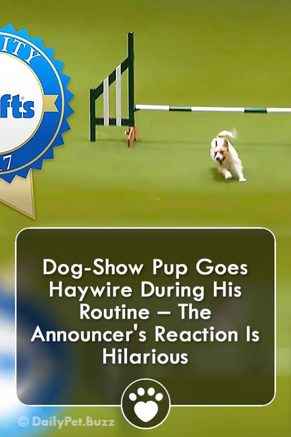 Dog-Show Pup Goes Haywire During His Routine – The Announcer\'s Reaction Is Hilarious