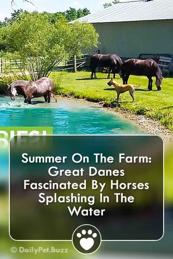 Summer On The Farm: Great Danes Fascinated By Horses Splashing In The Water
