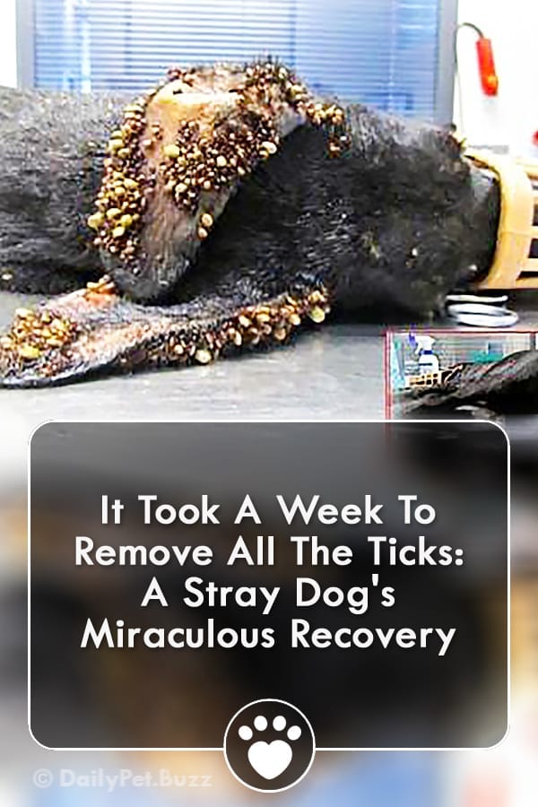 It Took A Week To Remove All The Ticks: A Stray Dog\'s Miraculous Recovery