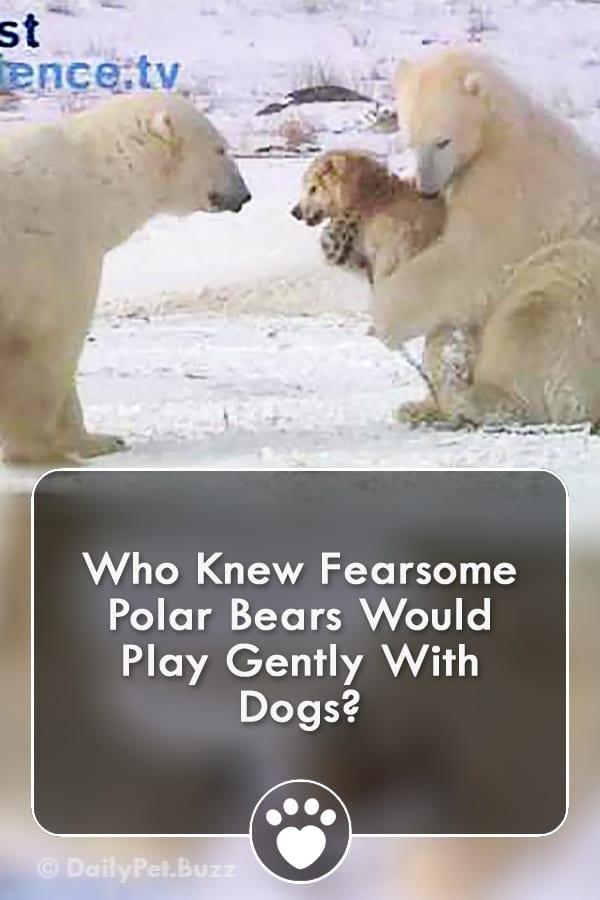 Who Knew Fearsome Polar Bears Would Play Gently With Dogs?