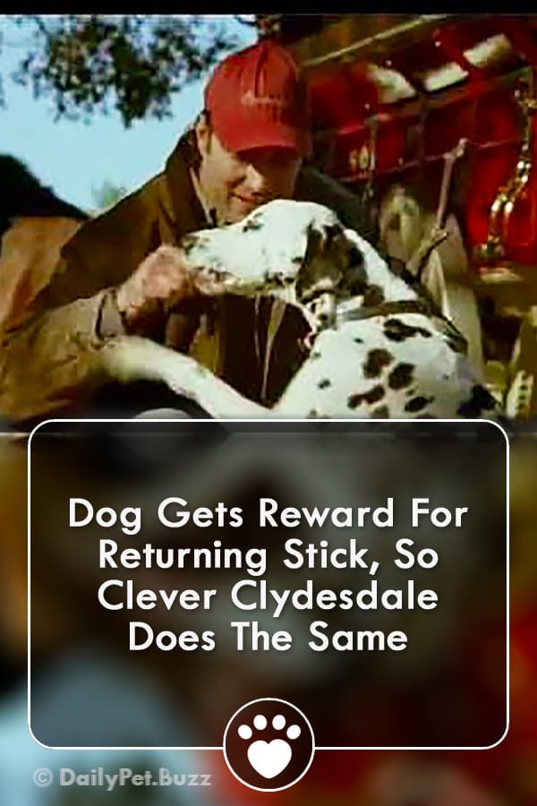 Dog Gets Reward For Returning Stick, So Clever Clydesdale Does The Same