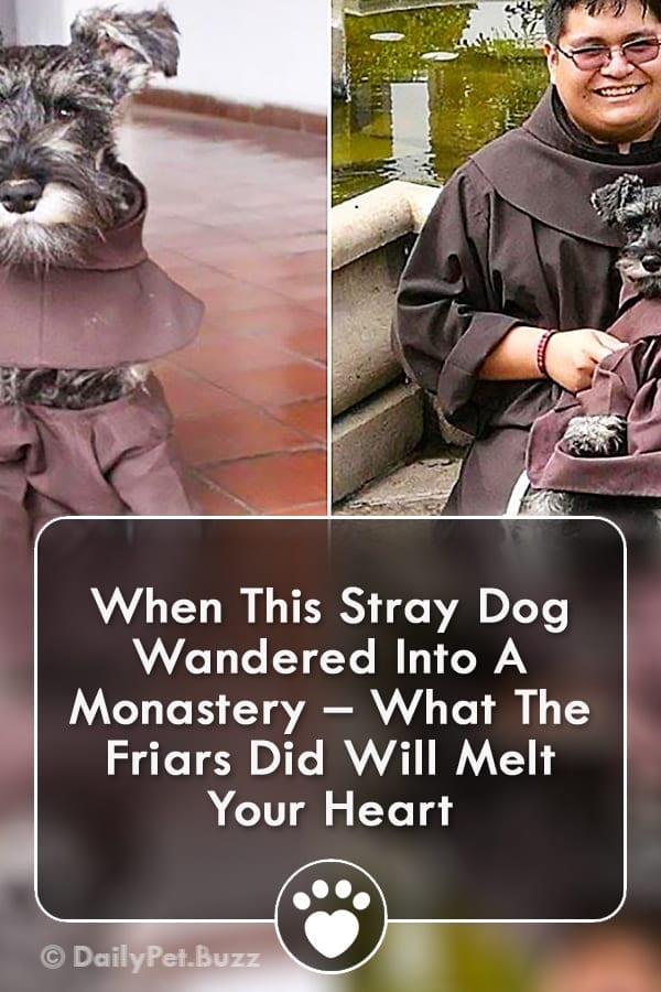 When This Stray Dog Wandered Into A Monastery – What The Friars Did Will Melt Your Heart