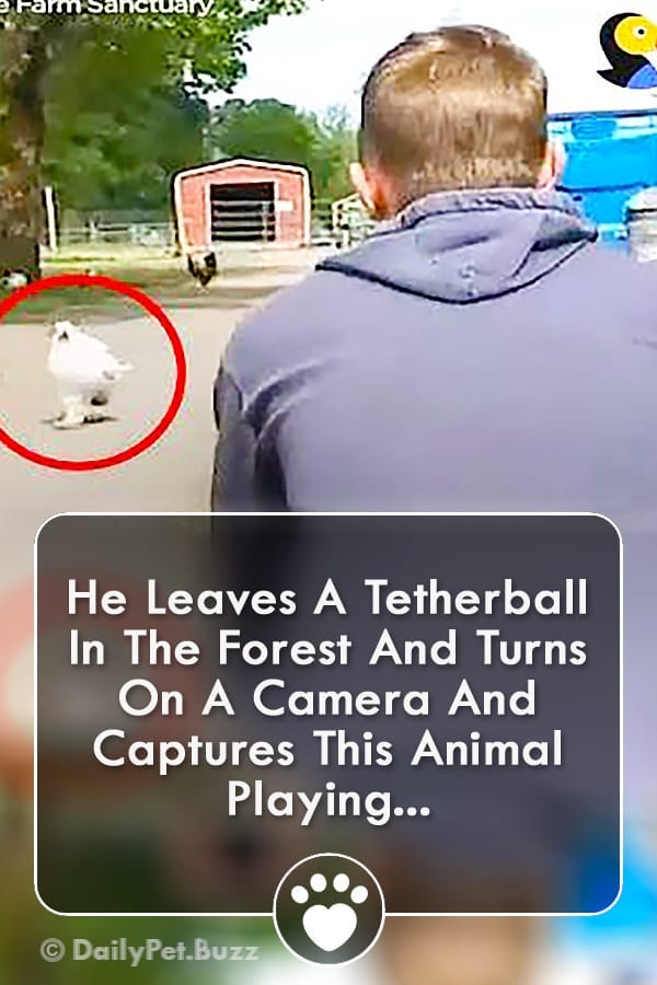 He Leaves A Tetherball In The Forest And Turns On A Camera And Captures This Animal Playing...