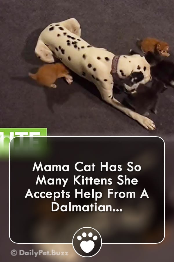Mama Cat Has So Many Kittens She Accepts Help From A Dalmatian...