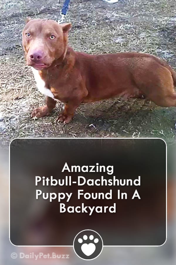 Amazing Pitbull-Dachshund Puppy Found In A Backyard