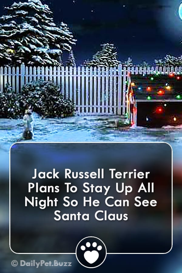 Jack Russell Terrier Plans To Stay Up All Night So He Can See Santa Claus