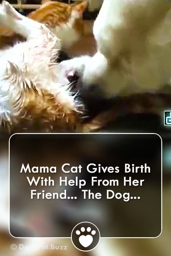 Mama Cat Gives Birth With Help From Her Friend... The Dog...
