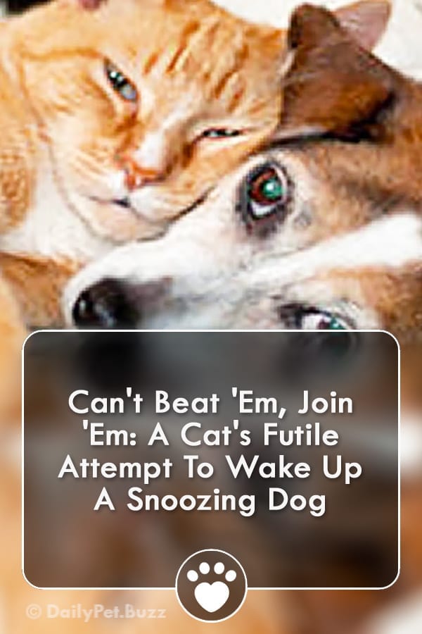 Can\'t Beat \'Em, Join \'Em: A Cat\'s Futile Attempt To Wake Up A Snoozing Dog