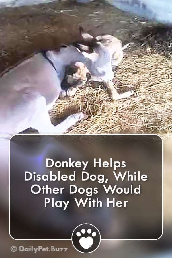 Donkey Helps Disabled Dog, While Other Dogs Would Play With Her