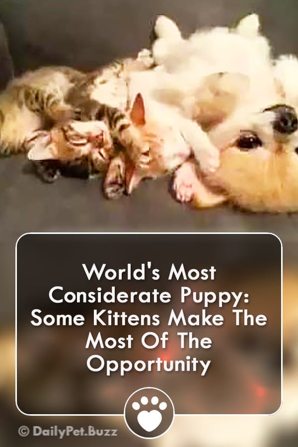 World\'s Most Considerate Puppy: Some Kittens Make The Most Of The Opportunity