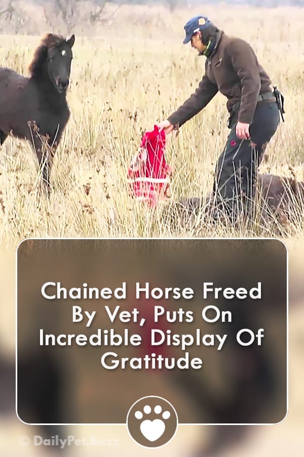 Chained Horse Freed By Vet, Puts On Incredible Display Of Gratitude