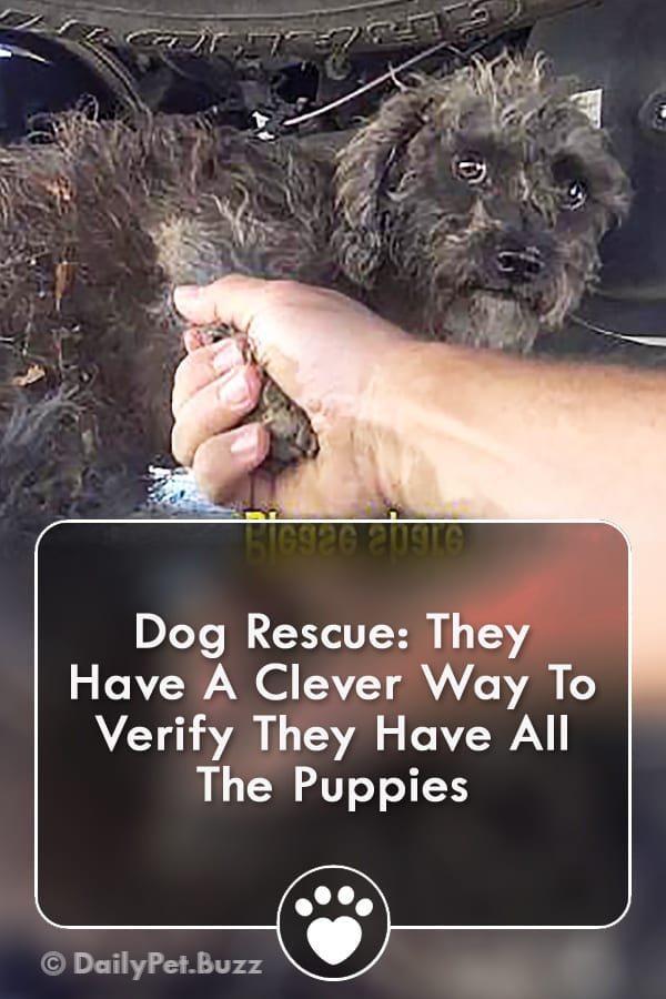 Dog Rescue: They Have A Clever Way To Verify They Have All The Puppies