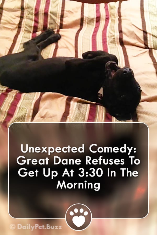 Unexpected Comedy: Great Dane Refuses To Get Up At 3:30 In The Morning