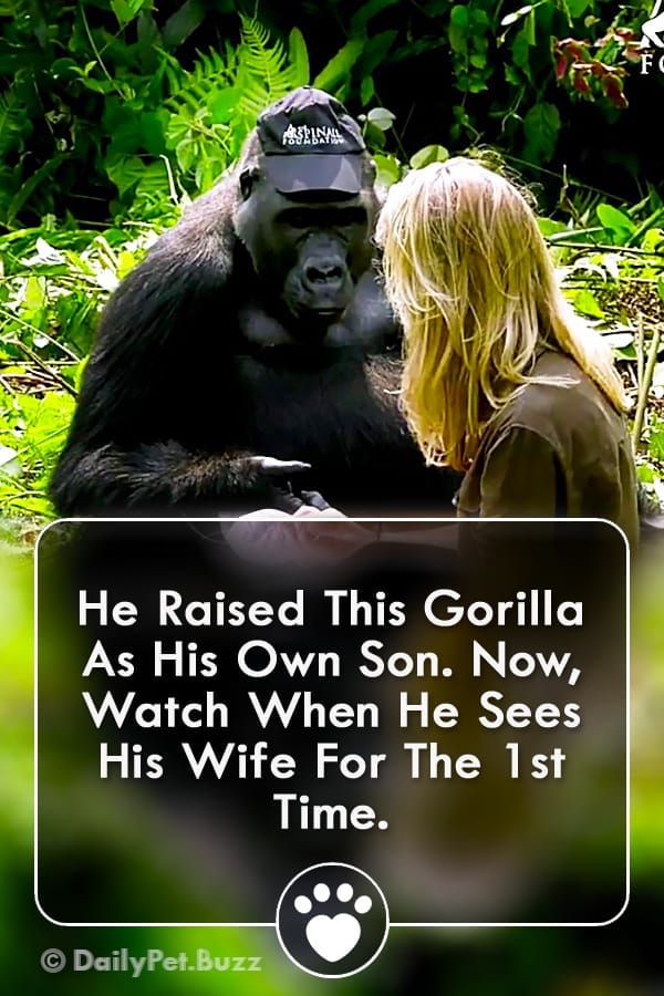 He Raised This Gorilla As His Own Son. Now, Watch When He Sees His Wife For The 1st Time.