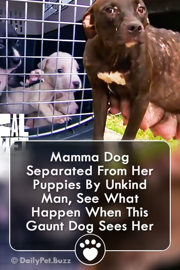 Mamma Dog Separated From Her Puppies By Unkind Man, See What Happen When This Gaunt Dog Sees Her Rescuers