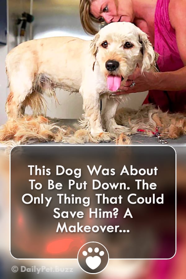 This Dog Was About To Be Put Down. The Only Thing That Could Save Him? A Makeover...