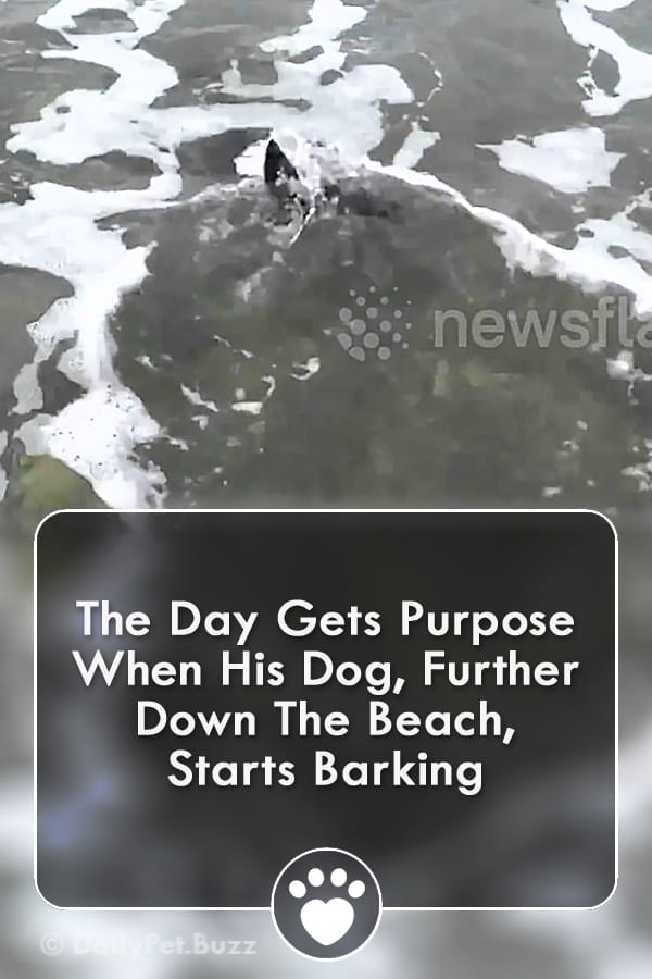 The Day Gets Purpose When His Dog, Further Down The Beach, Starts Barking