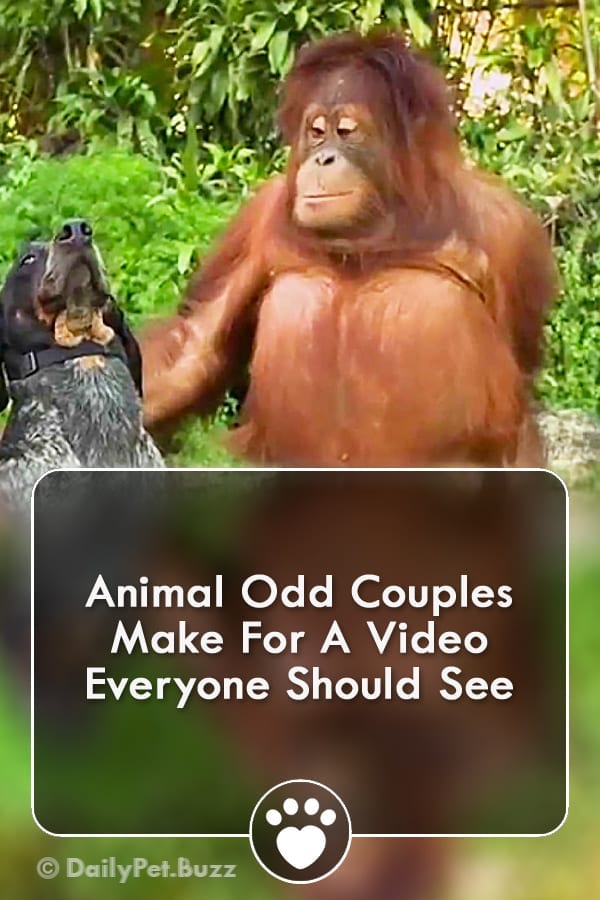 Animal Odd Couples Make For A Video Everyone Should See