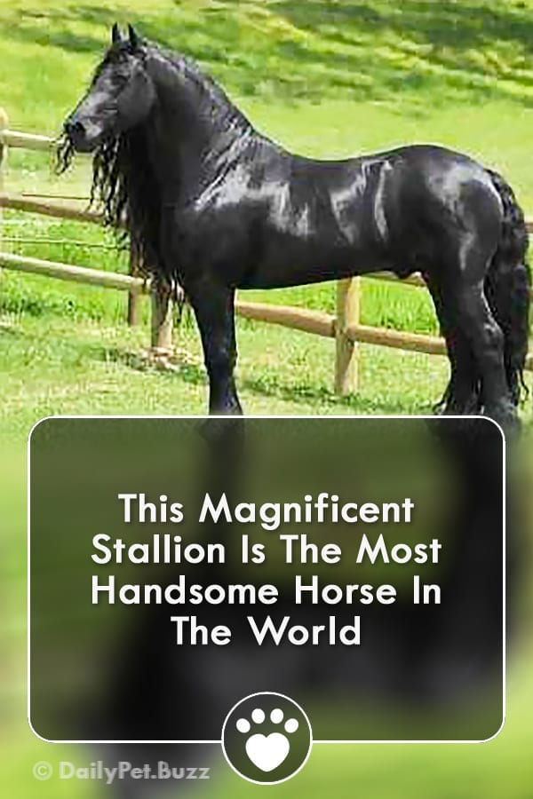 This Magnificent Stallion Is The Most Handsome Horse In The World