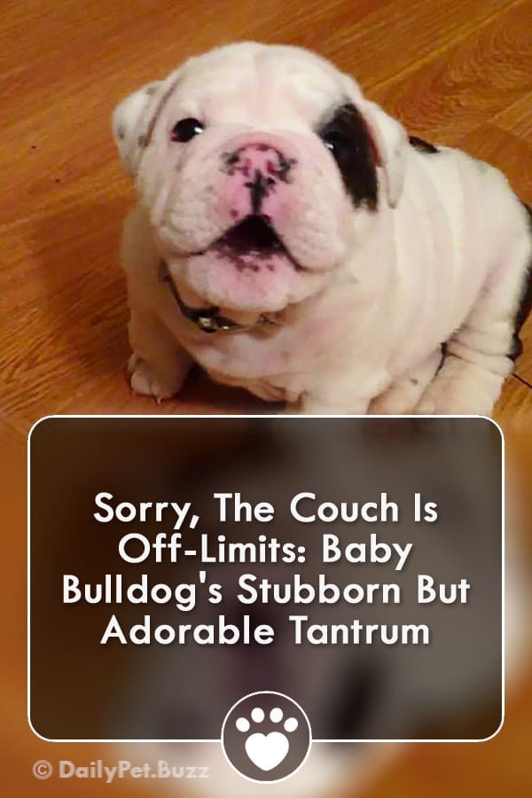 Sorry, The Couch Is Off-Limits: Baby Bulldog\'s Stubborn But Adorable Tantrum