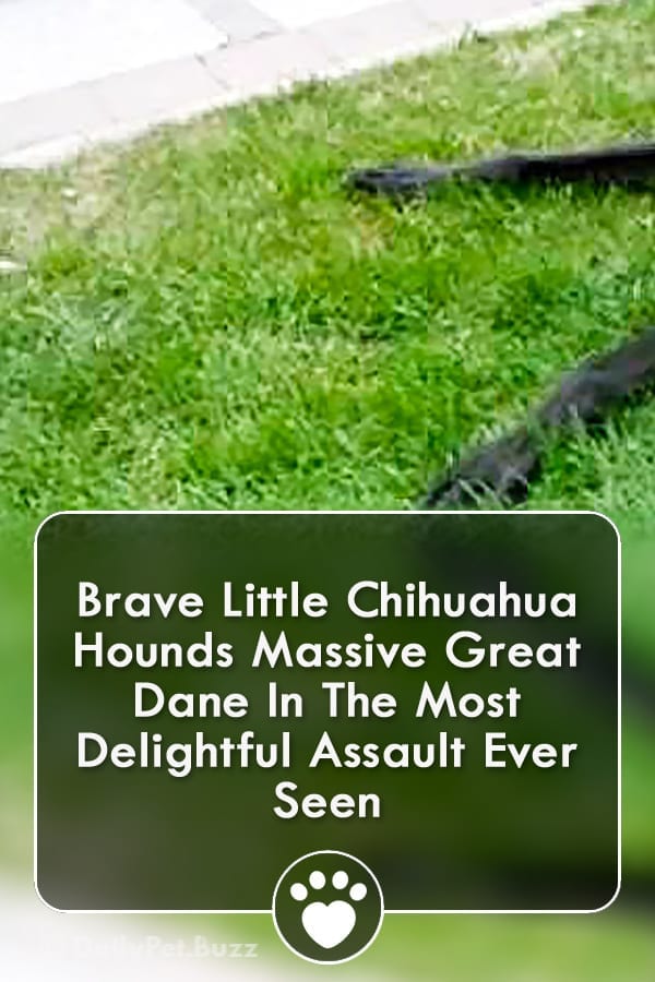 Brave Little Chihuahua Hounds Massive Great Dane In The Most Delightful Assault Ever Seen