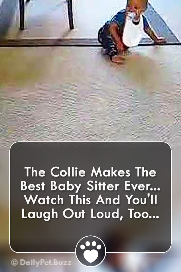 The Collie Makes The Best Baby Sitter Ever... Watch This And You\'ll Laugh Out Loud, Too...