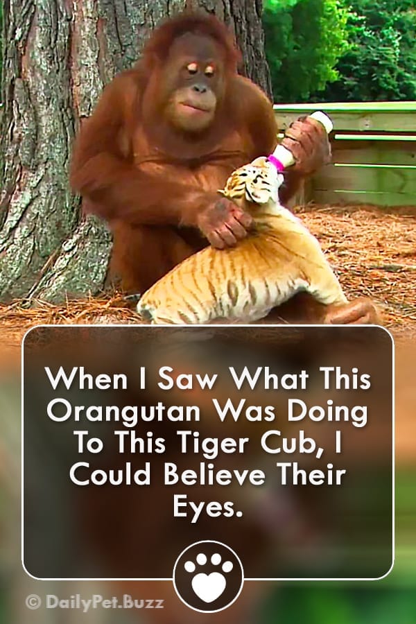 When I Saw What This Orangutan Was Doing To This Tiger Cub, I Could Believe Their Eyes.