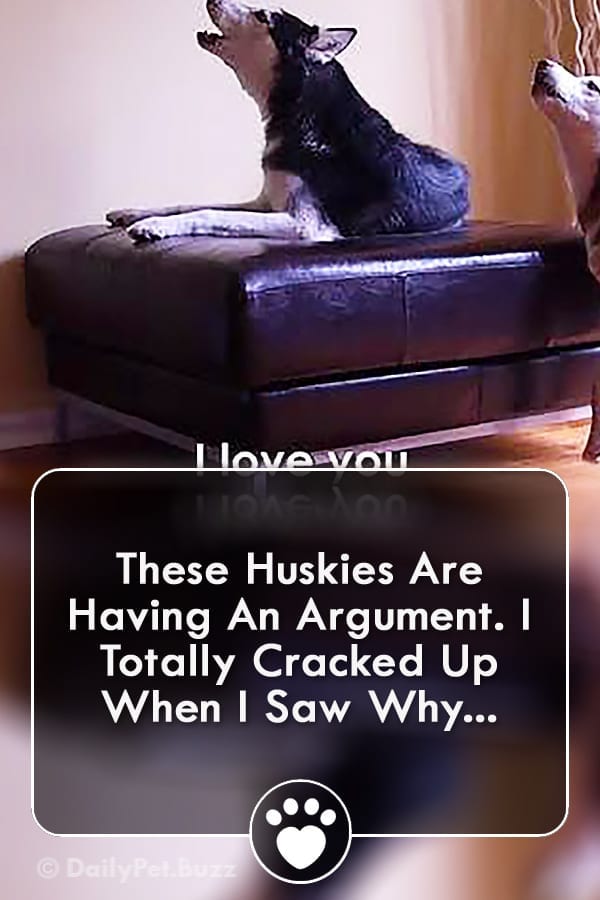 These Huskies Are Having An Argument. I Totally Cracked Up When I Saw Why...
