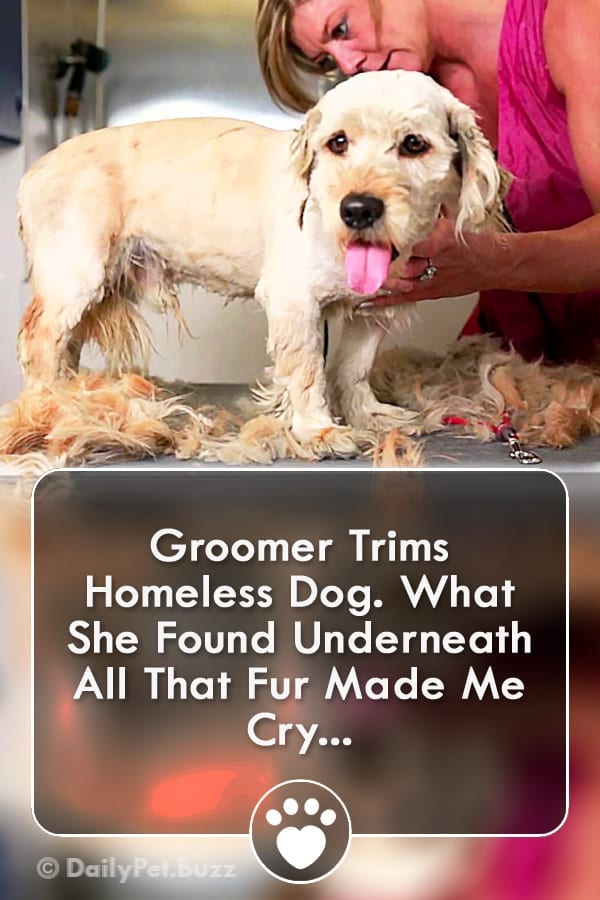 Groomer Trims Homeless Dog. What She Found Underneath All That Fur Made Me Cry...