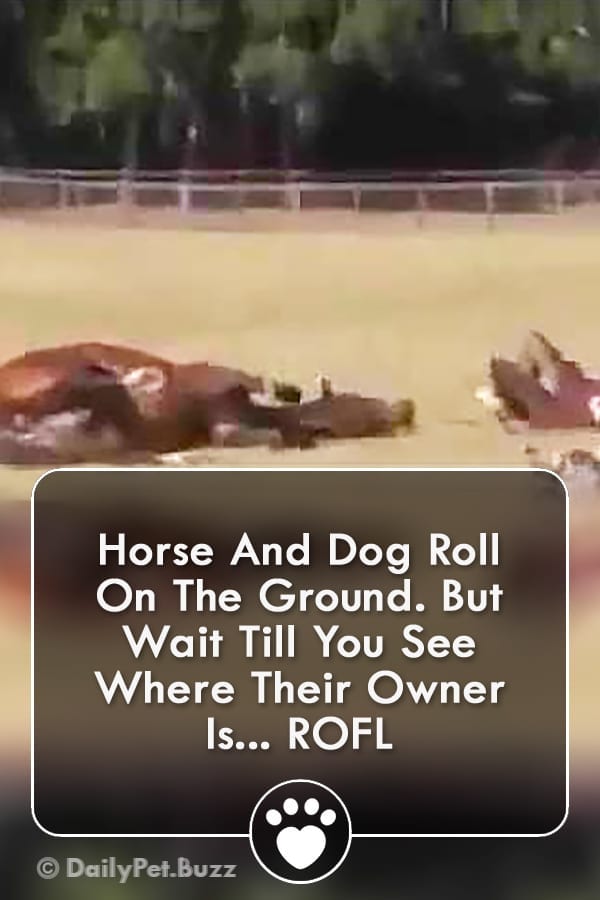Horse And Dog Roll On The Ground. But Wait Till You See Where Their Owner Is... ROFL